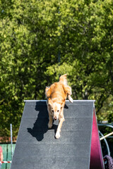 Golden retriever dog behavioral goals techniques and to climb over an a-frame at an obstacle park facility for pets.
