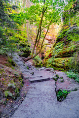 Obraz premium Cover page with magical enchanted fairytale forest with fern, moss, lichen and sandstone rocks at the hiking trail Swedish Holes in the national park Saxon Switzerland near Dresden, Saxony, Germany.