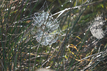 Spinnennetz im Morgentau
