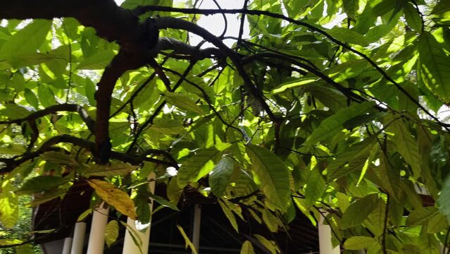 plants from the Ayurvedic garden on the island of sri lanka,
