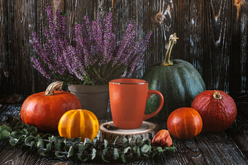 Orange and green pumpkins and an orange cup of coffee on the table. Autumn composition with heather...