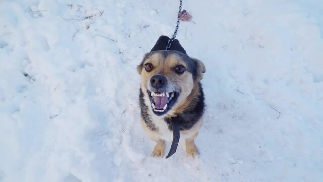 A very angry dog ​​tied to a chain barks near the kennel in winter.