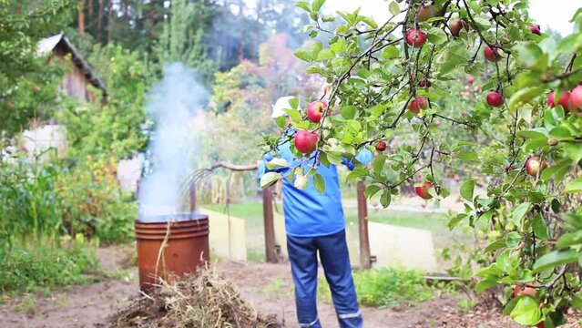 A man in blue overalls burns dry grass at the dacha in a barrel in autumn. Apple tree branch and red apple. End of the summer season. Copy space for texr