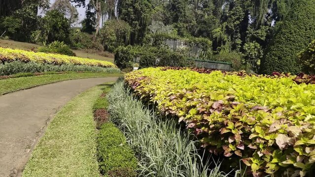 plants of the Royal Botanic Garden on the island of sri lanka, the botanical garden of peradeniya