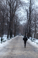 Trees and snow in winter in Krakow, Poland