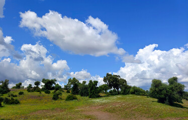 Trees in the meadows