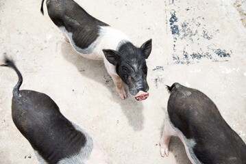 black and white dwarf pigs looking at camera : top view