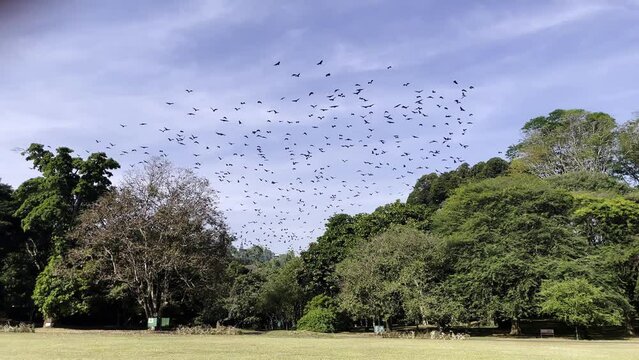 a flock of bats, a flock of flying dogs flying over the trees