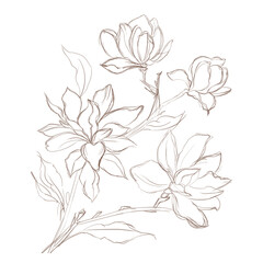 hand drawn flowers. Magnolia flower Hand drawing and sketch,line art on white backgrounds hand drawn botanical.vector magnolia for spring background texture wrapper pattern. © Julia