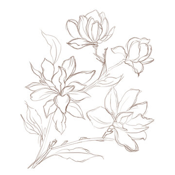 hand drawn flowers. Magnolia flower Hand drawing and sketch,line art on white backgrounds hand drawn botanical.vector magnolia for spring background texture wrapper pattern.