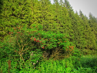 Fototapeta na wymiar A beautiful meadow around a spruce forest