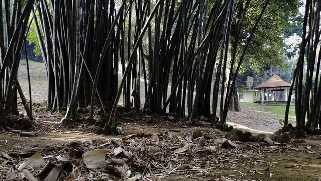 bamboo forest in india, sunny weather