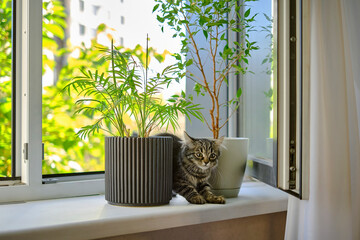 gray domestic cat cat among flower pots with succulent plants on windowsill. kitten sits by the window and sniffs houseplants in flower pots.