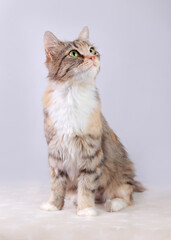 Beautiful Cat sits in a couch and looks away. Cat close up. Cute fluffy Kitten. Kitten with green eyes on a light background. Pet. Animal care. Pets without breed. Animal background. 
