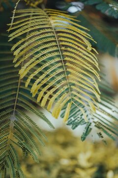 Shallow focus shot of Fern plant with blur background