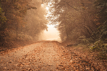 ścieżka rowerowa, żelazny szlak rowerowy w Jastrzębiu Zdroju jesienią podczas mgły - obrazy, fototapety, plakaty