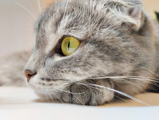 Scottish fold domestic cat lies calmly, resting close-up.
