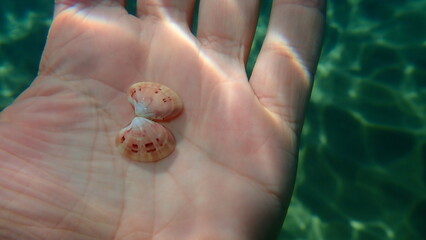 Seashell of bivalve mollusc smooth clam or smooth callista, brown venus (Callista chione) on the...