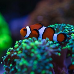 False percula clownfish swimming around blue and green anemones - obrazy, fototapety, plakaty