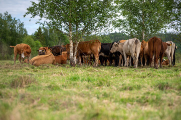 Obraz premium herd of cows