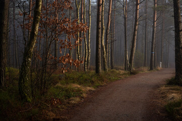path in autumn forest