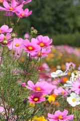 pink cosmos flowers