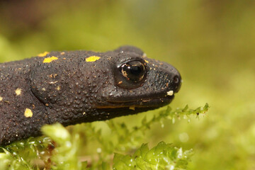 Closeup of the endangered Anatolia newt, Neurergus strauchii strauchii endemic to Kurdistan