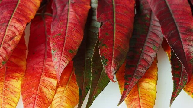 A closeup of the beautiful autumn leaves Rhus typhina, the staghorn sumac