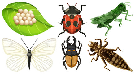 Set of different kinds of insects