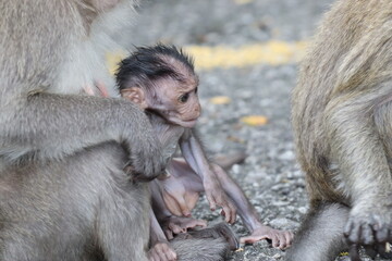 wild monkeys in the city 