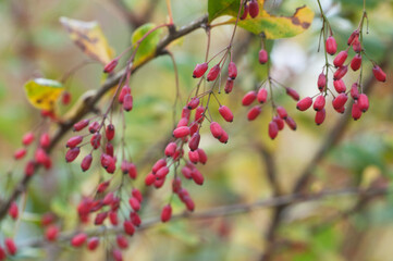 Barbery berries and leaves, closeup shot