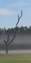 Toter Baum im Nebel