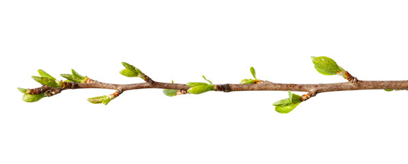 Green branch with buds on a white background, spring tree.