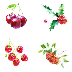Watercolor illustration, set. Rowan, cherry berries, raspberries on a branch, holly.