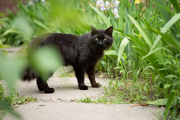 Black cat in green grass