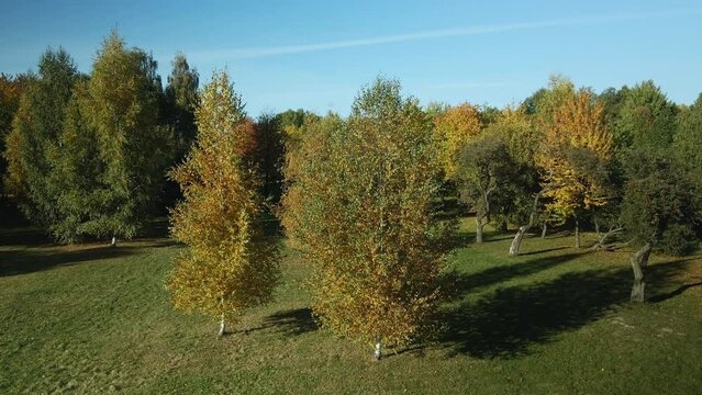 Autumn city park. Trees with colorful leaves. Autumn landscape. Aerial photography. At a low altitude.