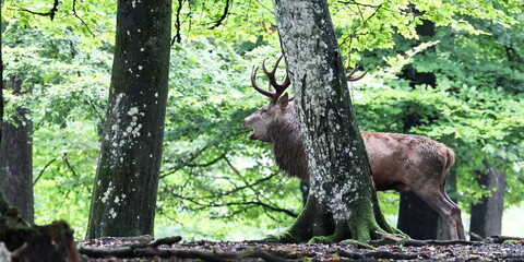 röhrender Hirsch im Wald