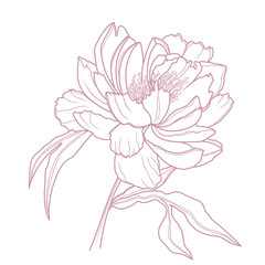 Beautiful peony flower. Line art concept design. Continuous line drawing. Stylized flower symbol.  © Julia