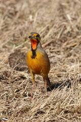 Cape Longclaw, Addo Elephant National Park, Port Elizabeth, South Africa