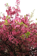 Obraz na płótnie Canvas Pink Tree. Sakura.