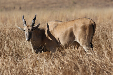 Eland Bull, Kruger National Park, South Africa