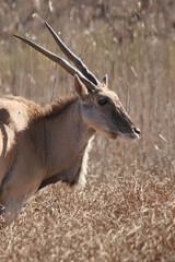 Eland antelope, Kruger National Park, South Africa
