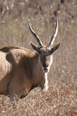Eland antelope, Kruger National Park, South Africa