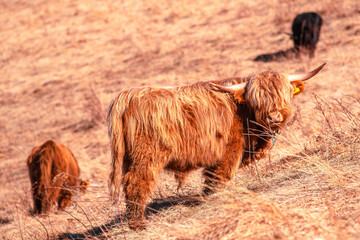 Highland cattle at pasture in mountain Hairy coo sustainable breeding for slaughter Environmental sustainability - 537516656