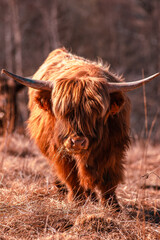 Highland cattle at pasture in mountain Hairy coo sustainable breeding for slaughter, Sustainability - 537517057