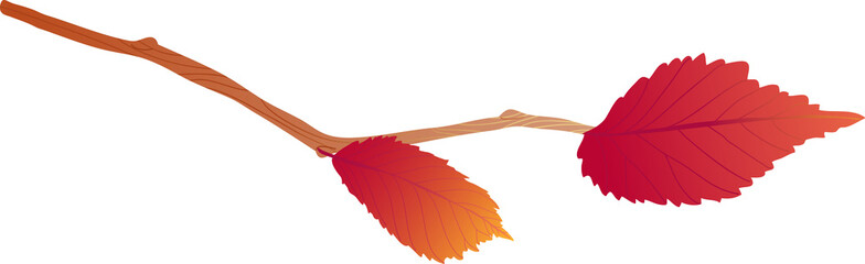 Autumn leaf. Fall leaves illustration