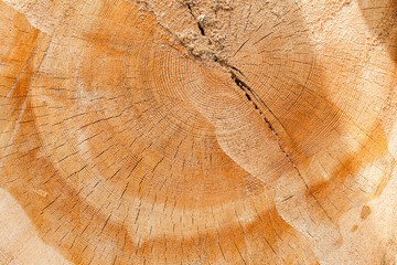 Naklejka premium Abstract macro texture of a wooden log section