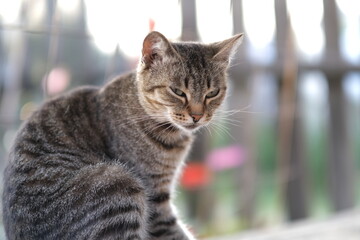 A striped cat near a fence. Daylight.
