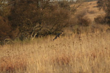 Marsh Owl in flight and hunting, Kruger National Park, South Africa