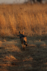 Naklejka na ściany i meble Black-backed Jackal walking off in the sunset, Kruger National Park, South Africa